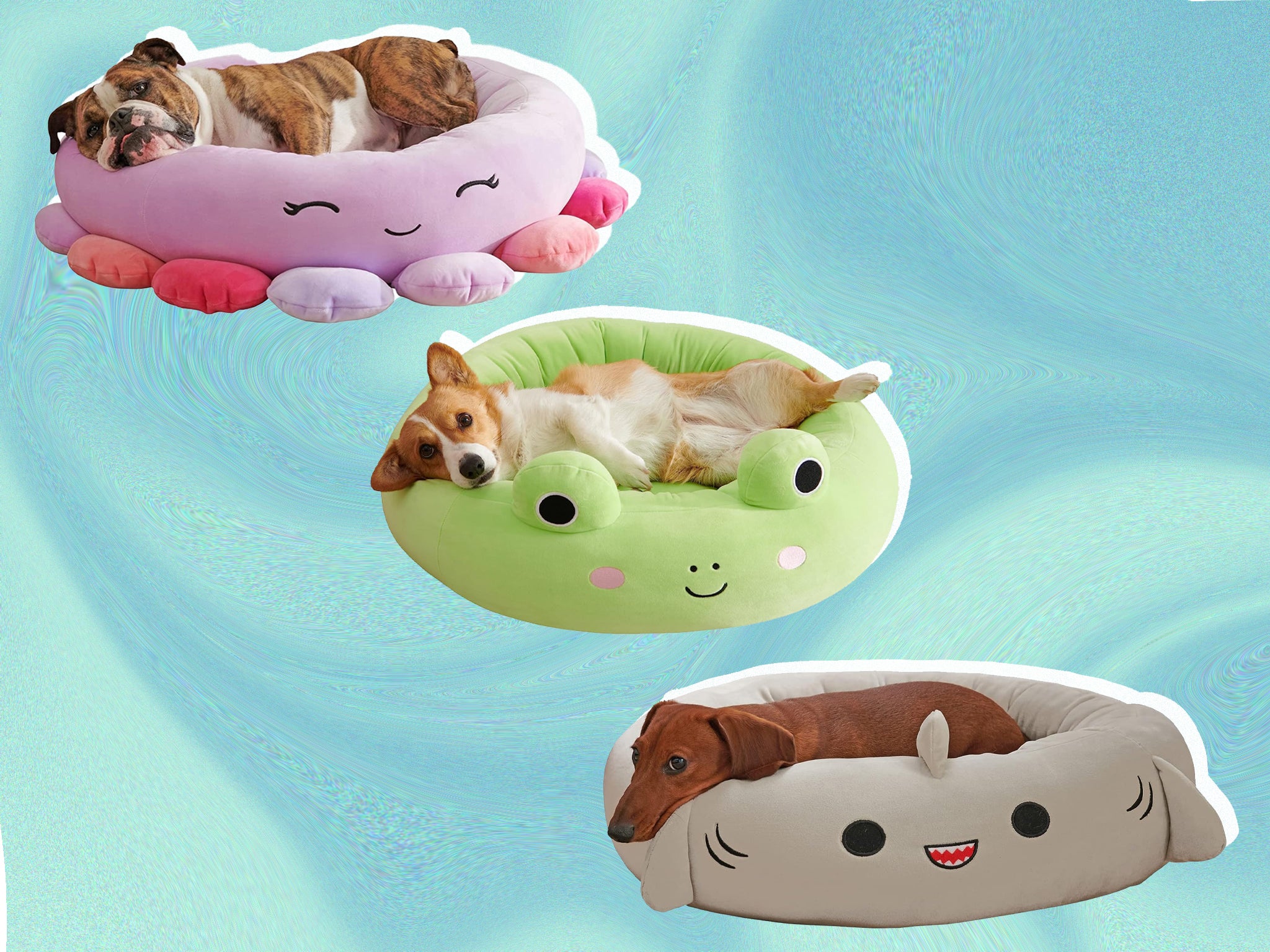 Cat toys best sale and beds